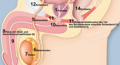 Männliche Anatomie (um die komplette Grafik zu sehen, bitte auf die Lupe oben links im Bild klicken)
