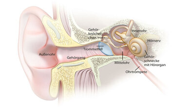 Das Trommelfell (hier blau) bildet die Grenze zwischen Außen- und Mittelohr. Der Druckausgleich zwischen Mittelohr und Umgebung funktionert normalerweise über die Ohrtrompete (Eustachische Röhre).