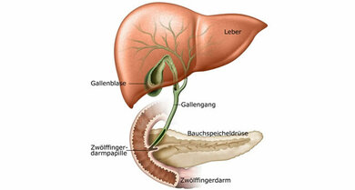 Anatomie der Gallenwege