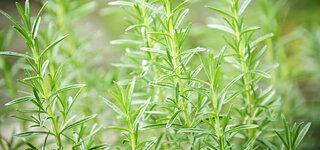 Rosmarin (Rosmarinus officinalis)