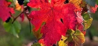 Heilpflanze roter Wein