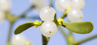 Mistel (Viscum album)