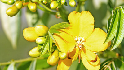 Indische Senna (Cassia angustifolia)