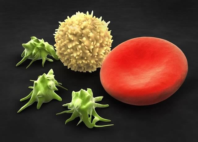Thrombozyten Die Blutplattchen Apotheken Umschau