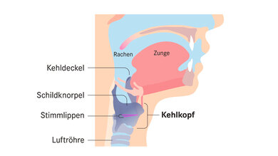 Vereinfache grafische Darstellung des Kehlkopfs