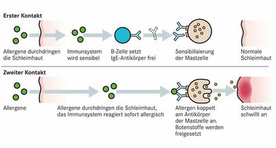 Allergieentstehung: Immunzellen bilden Antikörper gegen eigentlich harmlose körperfremde Eiweiße, die Allergene