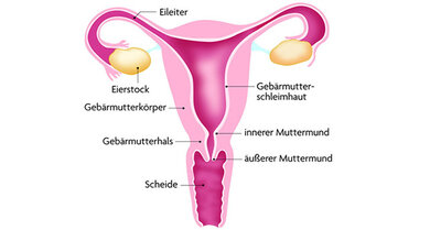 Scheide, Gebärmutter, Eileiter, Eierstöcke (schematisch)
