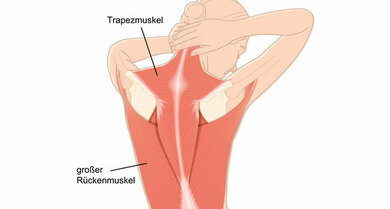 Die großen Rückenmuskeln reichen bis zum Nacken (Schemazeichnung)