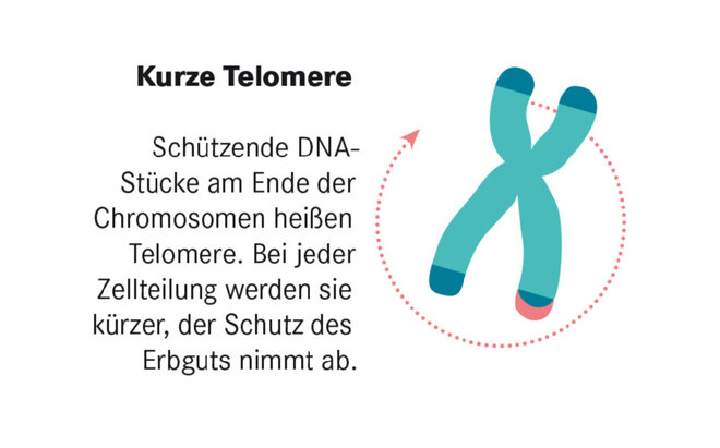 Infografik Altersforschung Kurze Telomere