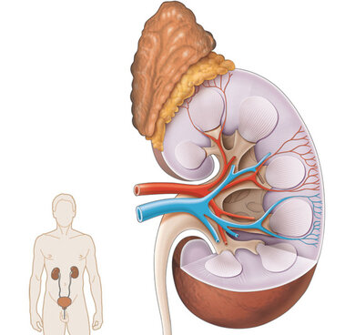Harnwege in der Übersicht; dazu: Niere mit aufsitzender Nebenniere (Schemazeichnung)