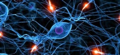 Nervenzellen verständigen sich mittels Botenstoffen und bilden Netzwerke