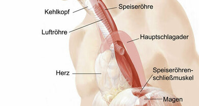 Die Abbildung zeigt den Verlauf der Speiseröhre (rot)