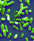 Haemophilus Influenzae Bacteria