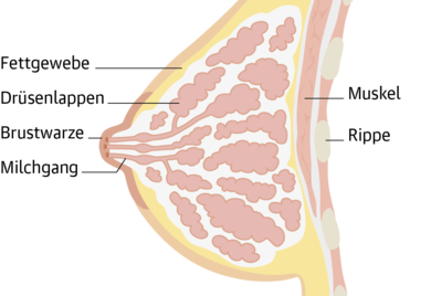 Vereinfachter Aufbau der weiblichen Brust. Drüsenlappen und Milchgänge sind beim Mann als Anlage vorhanden. Ihre Brust kann sich ebenfalls verändern und Beschwerden hervorrufen.