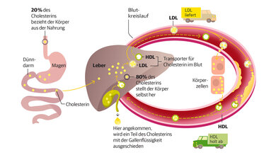Den größten Teil des benötigten Cholesterins stellt der Körper selbst in der Leber her.