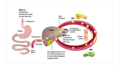 Chylomikronen, LDL, HDL: Cholesterin wird im Körper auf unterschiedliche Weise transportiert.