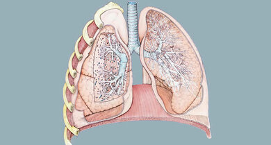 Die Lungen sitzen auf dem Zwerchfell, in der Mitte dazwischen liegt das Herz (hier nicht dargestellt; schematisch)