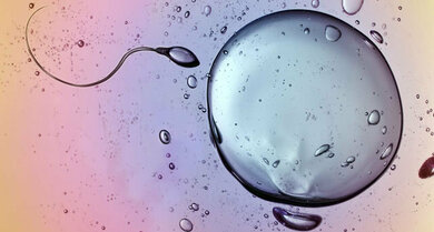 Nach dem Eisprung: Samenzelle trifft Eizelle, Befruchtung wahrscheinlich