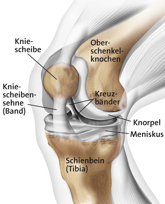 Springerknie Jumpers Knee Apotheken Umschau
