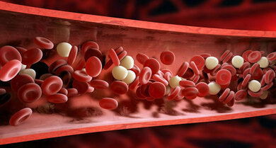 Rote und weiße Blutkörperchen (schematisch)