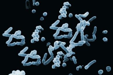 Streptokokken: Die Bakterien bilden gerne Ketten