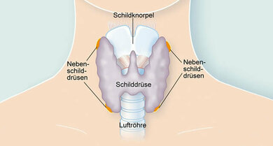 Hormonspezialisten: Die Schilddrüse mit den Nebenschilddrüsen (Grafik)