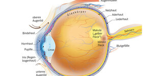 Anatomie des Augen-Querschnitts