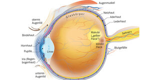 Anatomie des Augen-Querschnitts
