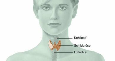 Die schmetterlingsförmige Schilddrüse sitzt vorne am Hals