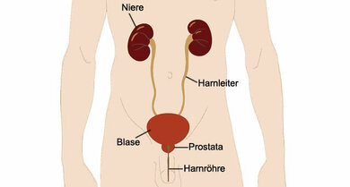 Grafik 2: Die Nieren liegen im hinteren oberen Bauchraum (schematisch, Anatomie beim Mann)