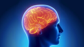 Menschliches Gehirn (Schematische Darstellung)