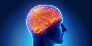 Menschliches Gehirn (Schematische Darstellung)