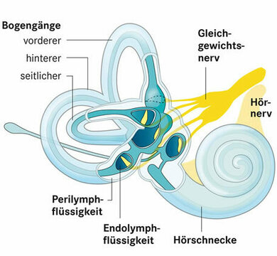 So sieht das Innenohr aus: In den Bogengängen des Gleichgewichtsorgans und in der Hörschnecke befinden sich Flüssigkeiten