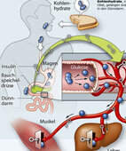 Blutzuckerregler Insulin: Die Grafik zeigt, welche Aufgaben das Hormon Insulin hat (ein Klick auf die Lupe links oben zeigt das ganze Bild)