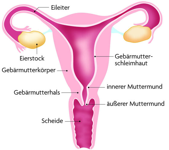 Ausbleiben Der Regelblutung Amenorrho Apotheken Umschau