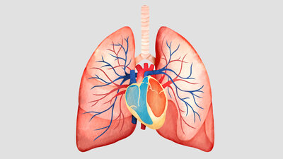 Bei pulmonaler Hypertonie (Lungenhochdruck) ist der Blutdruck im Gefäßsystem der Lunge erhöht.