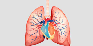 Der Lungenkreislauf führt Blut vom Herz zur Lunge und zurück. Ist in diesen Blutgefäßen der Druck erhöht, handelt es sich um einen sogenannten Lungenhochdruck (pulmonale Hypertonie).