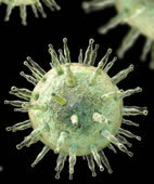 EBV: Eine Infektion mit dem Virus gilt als Risikofaktor für Nasopharynxkarzinome