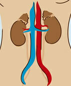 So liegen die Nieren im Körper (schematisch; ein Klick auf die Lupe öffnet das gesamte Bild)