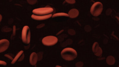 Rote Blutkörperchen unter dem Mikroskop