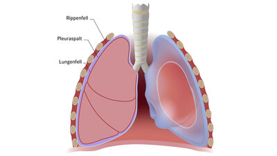 Illustration einer Lunge
