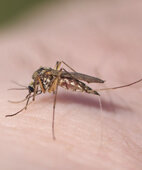 Übertragen wird das West-Nil-Virus auf den Menschen meist durch einen Mückenstich