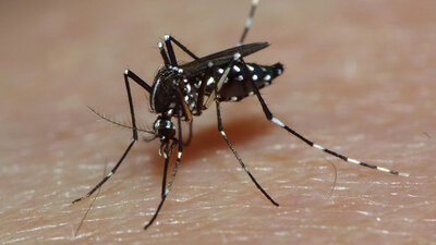 Die Gelbfieber-Mücke (Stegomyia aegypti) kann das Denguevirus übertragen.