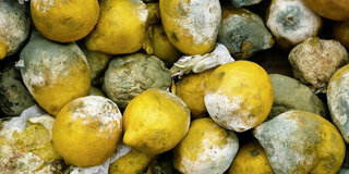 Zitronen im Biomüll