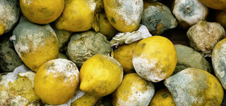 Zitronen im Biomüll