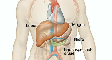 Lage der Bauchspeicheldrüse und der umgebenden Organe im Bauchraum
