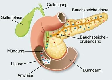 Die Bauchspeicheldrüse sitzt im Oberbauch und gibt unter anderem Verdauungsenzyme wie Lipase und Amylase in den Dünndarm ab