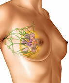 Die Brustdrüse ist ein komplexes Organ mit Bindegewebe, Drüsengewebe, Milchgängen und Lymphabflüssen