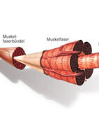 Muskeln bestehen aus vielen Muskelfaserbündeln, diese aus mehreren Muskelfasern, und diese wiederum aus einigen Myofibrillen