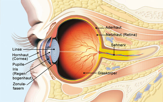 Hervortretende Augen Exophthalmus Glubschaugen Apotheken Umschau